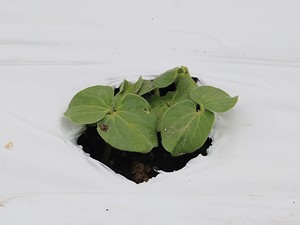 DSC_0325~2.JPG